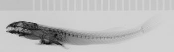 Media type: image;   Ichthyology 45994 Description: xray;  Aspect: lateral